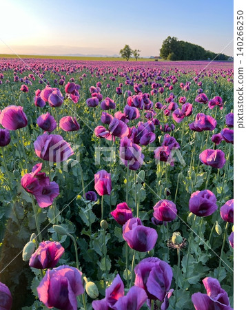 Purple poppy flowers blooming in vast field during sunset 140266250