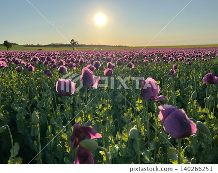 Purple poppy flowers blooming in a vast field under a bright sun Purple poppy flowers blooming in a vast field under a bright sun 140266251