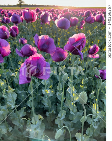 Purple poppy flowers blooming in a vibrant field during sunset Purple poppy flowers blooming in a vibrant field during sunset 140266267