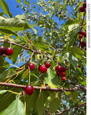 Ripe cherries hanging from branches against a clear blue sky Ripe cherries hanging from branches against a clear blue sky 140266275