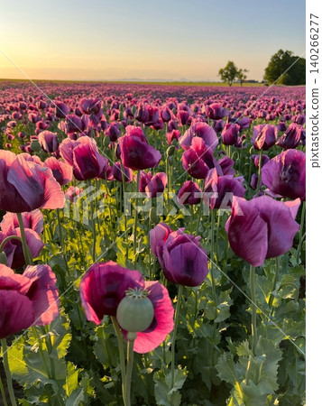 Purple poppy flowers blooming in a vibrant field during sunset Purple poppy flowers blooming in a vibrant field during sunset 140266277