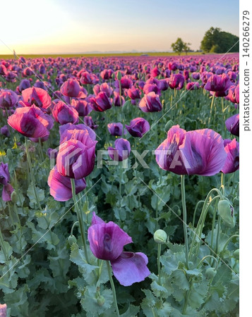 Purple poppy flowers blooming in a vibrant field during sunset Purple poppy flowers blooming in a vibrant field during sunset 140266279