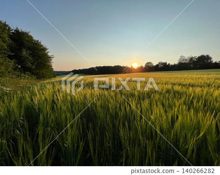 Golden wheat field at sunset with trees and clear sky in background 140266282