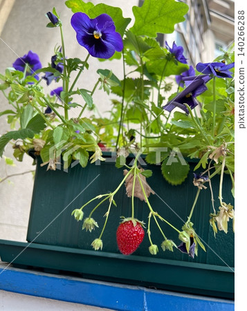 Pansy flowers and ripe strawberry in green planter on balcony Pansy flowers and ripe strawberry in green planter on balcony 140266288