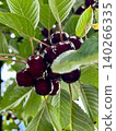 Dark cherries growing on tree branches surrounded by green leaves 140266335