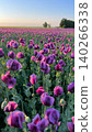 Purple poppy flowers blooming in a vast field during sunset 140266338