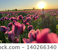 Woman walking through blooming poppy field at sunset, vibrant colors 140266340