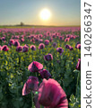 Purple poppy flowers blooming in a field under a bright sun 140266347