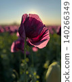 Purple poppy flower illuminated by sunlight in a blooming field 140266349