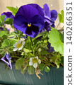Purple pansy flowers and white strawberries in green planter box 140266351