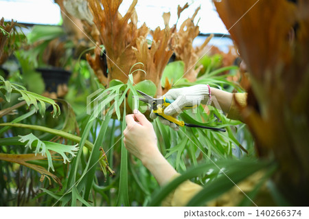 Cropped shot man pruning staghorn fern, showing plant care, precision, and gardening skill Cropped shot man pruning staghorn fern, showing plant care, precision, and gardening skill 140266374