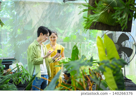 choosing staghorn fern plants in farm nursery choosing staghorn fern plants in farm nursery 140266376