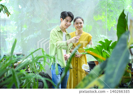 choosing staghorn fern plants in farm nursery choosing staghorn fern plants in farm nursery 140266385
