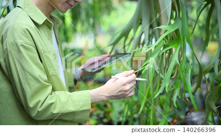 Closeup gardener man using digital tablet in staghorn fern greenhouse Closeup gardener man using digital tablet in staghorn fern greenhouse 140266396