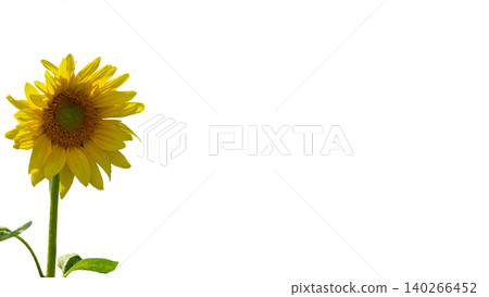 Cultivated plant.Sunflower used to make oil isolated on white 140266452