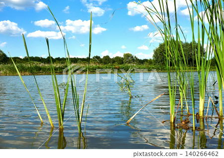 Summer day on nature. River,lake,pond with blue sky Summer day on nature. River,lake,pond with blue sky 140266462