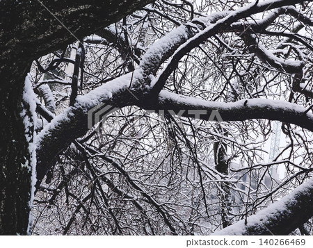 Winter dusk.Tree branches covered with fluffy snow Winter dusk.Tree branches covered with fluffy snow 140266469