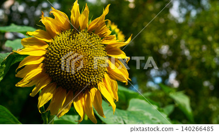 Summer ripening beautiful sunflower, raw material for oil production Summer ripening beautiful sunflower, raw material for oil production 140266485