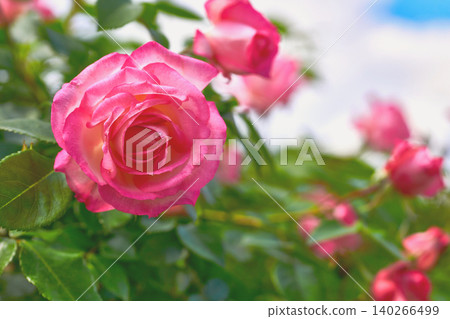 Summer cute pink rose bush in green lush garden  140266499