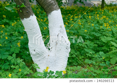 A freshly whitewashed forked cherry tree trunk A freshly whitewashed forked cherry tree trunk 140266513
