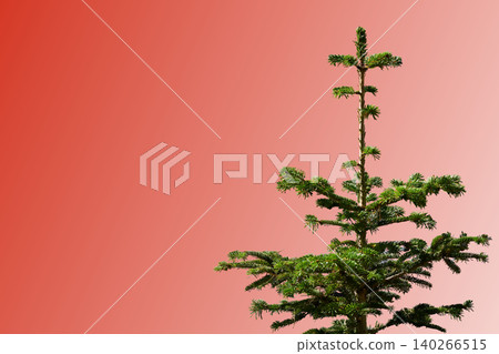 Young green spruce fir isolated on red gradient Young green spruce fir isolated on red gradient 140266515