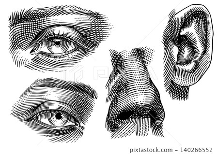 Human face parts an eye an ear and a nose drawing in hatching traditional style. Hand drawn Human face parts an eye an ear and a nose drawing in hatching traditional style. Hand drawn 140266552
