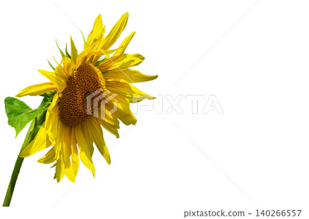 Agriculture.Sunflower used to make oil isolated on white Agriculture.Sunflower used to make oil isolated on white 140266557