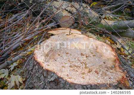 Stump of felled tree after sawing during land clearing Stump of felled tree after sawing during land clearing 140266595