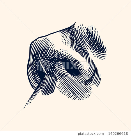 Human nose hand drawn drawing illustration. Engraving hatching style with a realistic smelling organ Human nose hand drawn drawing illustration. Engraving hatching style with a realistic smelling organ 140266618