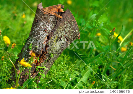 Old stump and family of yellow dandelions on green meadow Old stump and family of yellow dandelions on green meadow 140266676