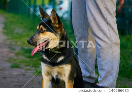 Owner legs of German shepherd puppy on walk Owner legs of German shepherd puppy on walk 140266683