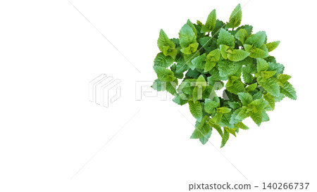 Spring unblown bush of Gauston's ageratum,long flowering Mexican 140266737