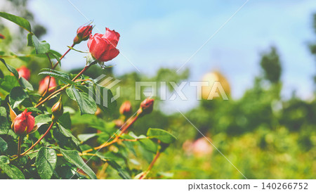 Bush of warm pink red roses green lgarden Bush of warm pink red roses green lgarden 140266752