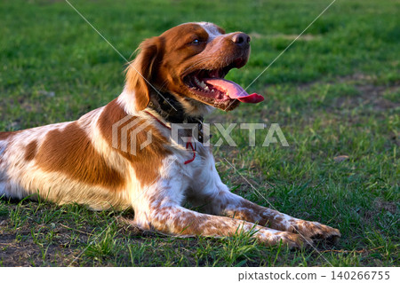 Resting relax.Ginger red spaniel on green lawn Resting relax.Ginger red spaniel on green lawn 140266755