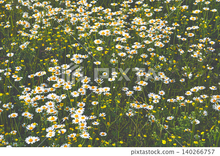 Summer medicinal useful herbal chamomile flowers Summer medicinal useful herbal chamomile flowers 140266757