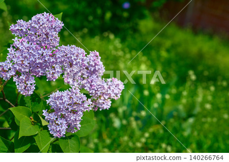 Mood of springtime. Cute branches of purple pink lilac Mood of springtime. Cute branches of purple pink lilac 140266764