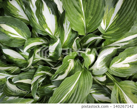 Variegated hosta leaves green and white pattern Variegated hosta leaves green and white pattern 140267142