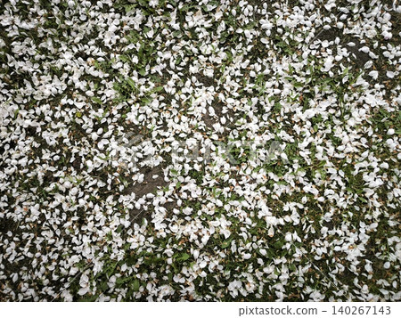 White flower petals green grass top view White flower petals green grass top view 140267143