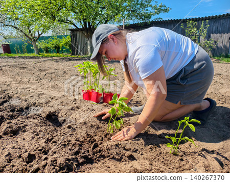 Woman in a white t-shirt and grey shorts on her knees, carefully planting green pepper seedlings from red pots into the brown soil of a sunny outdoor garden bed, showing active gardening. 140267370