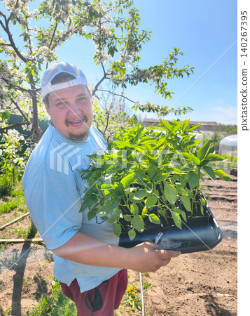 Man carrying a tray of healthy green pepper plant seedlings, ready for transplanting into the garden bed on a bright sunny day, representing new growth and home farming. 140267395