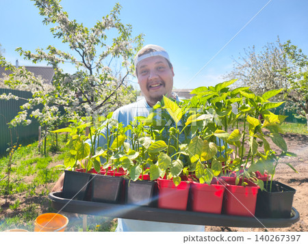 Smiling man in a cap holds a tray of vigorous green seedlings ready for planting in his sunny backyard home garden on a bright spring day, enjoying gardening and growth. 140267397