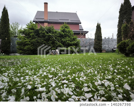 Dog walking green lawn white petals background 140267398