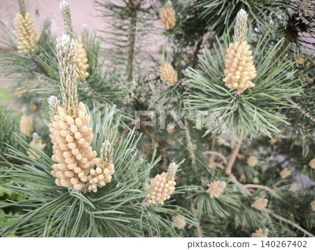 Male pine cones forest texture macro shot 140267402
