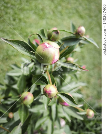 Peony flower buds nature background detail 140267406
