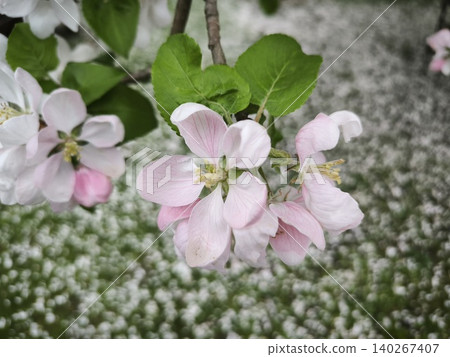 Pink apple blossoms spring garden background Pink apple blossoms spring garden background 140267407
