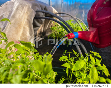Watering can pouring fresh water onto vibrant green tomato seedlings thriving in a warm greenhouse, symbolizing growth, care, and sustainable agriculture Watering can pouring fresh water onto vibrant green tomato seedlings thriving in a warm greenhouse, symbolizing growth, care, and sustainable agriculture 140267461
