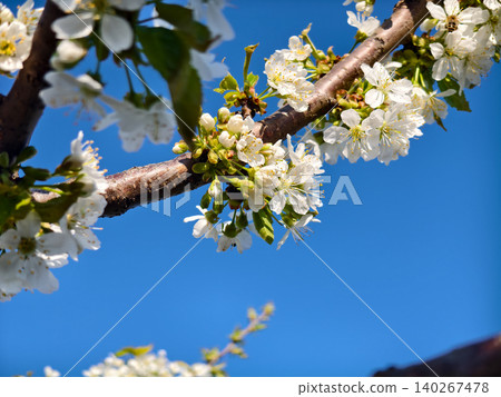 Cherry tree branch showing delicate white blossoms and green buds against a vivid blue sky, symbolizing spring renewal, growth, and the beauty of nature. Cherry tree branch showing delicate white blossoms and green buds against a vivid blue sky, symbolizing spring renewal, growth, and the beauty of nature. 140267478