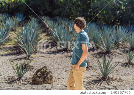 Male traveler visits rows of agave plants grown for tequila and mezcal production, showing Mexican agriculture, culture and rural travel concept 140267765