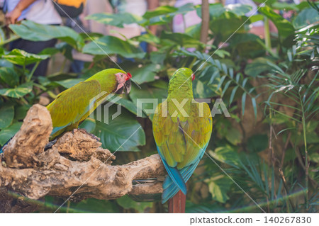 Bright red and green macaw sits on a branch among lush plants, showing tropical wildlife, bird conservation and eco tourism concept Bright red and green macaw sits on a branch among lush plants, showing tropical wildlife, bird conservation and eco tourism concept 140267830