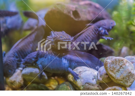 Several axolotls rest and swim among stones in freshwater aquarium, showing endangered species, amphibian biology and conservation education concept Several axolotls rest and swim among stones in freshwater aquarium, showing endangered species, amphibian biology and conservation education concept 140267842